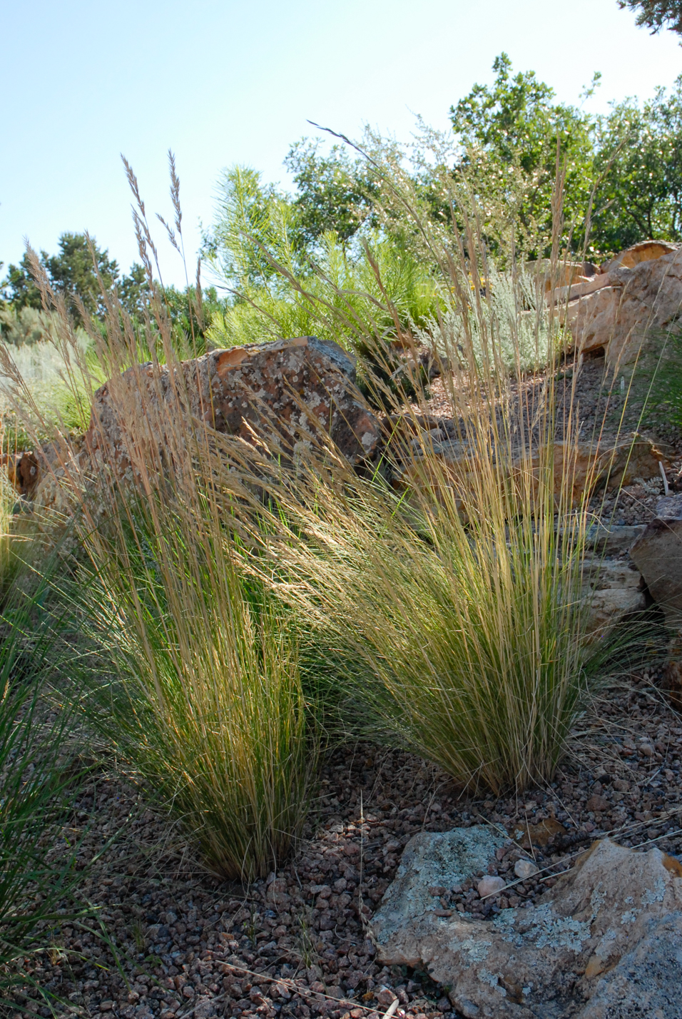 Arizona Fescue